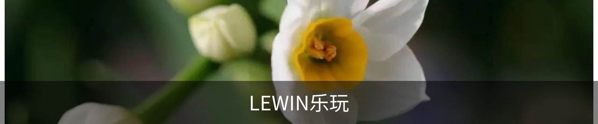 LEWIN乐玩